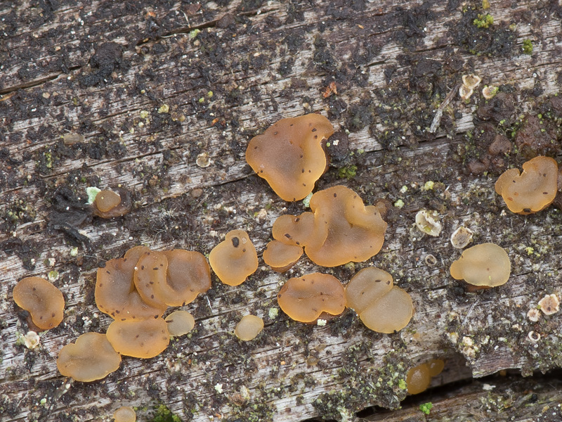 Dacrymyces tortus